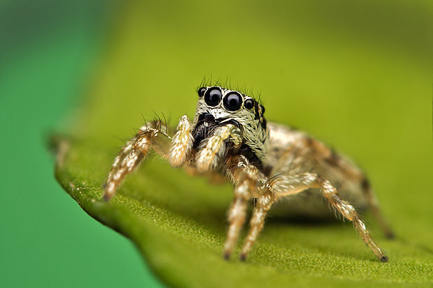 skákavka zebrovitá Salticus zebraneus