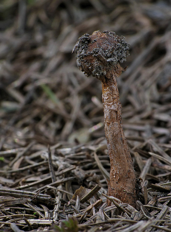 stopkovec hladkovýtrusný Tulostoma fulvellum Bres.