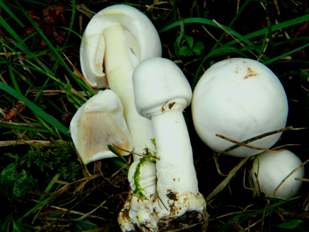 pečiarka páchnuca Agaricus xanthodermus Genev.