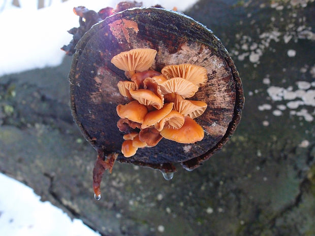 plamienka Flammulina sp.