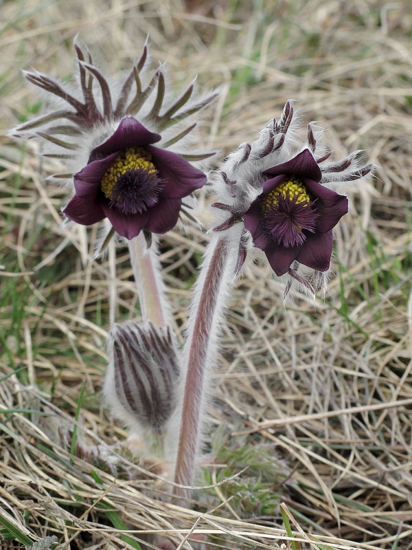 poniklec lúčny český Pulsatilla pratensis subsp. bohemica Skalický