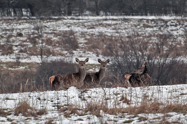 jeleň lesný Cervus elaphus