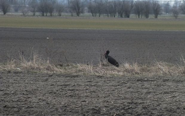 bocian čierny Ciconia nigra