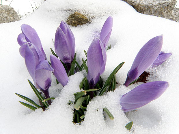 šafran Crocus sp.