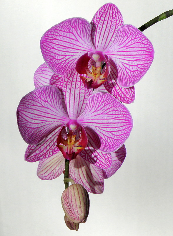 orchidea  Phalaenopsis purple flower