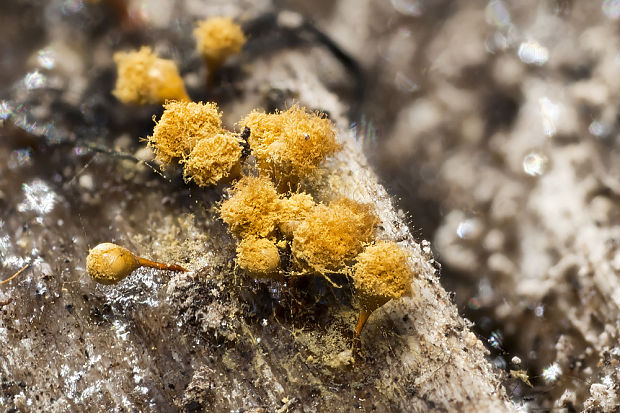 vlasnačka Trichia cf.decipiens