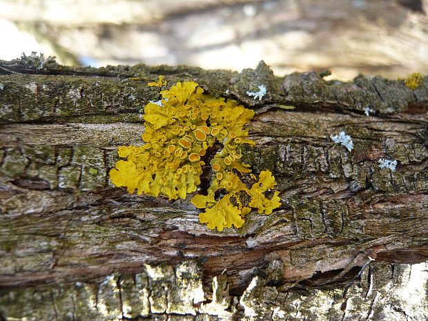 diskovník múrový Xanthoria parietina var. parietina