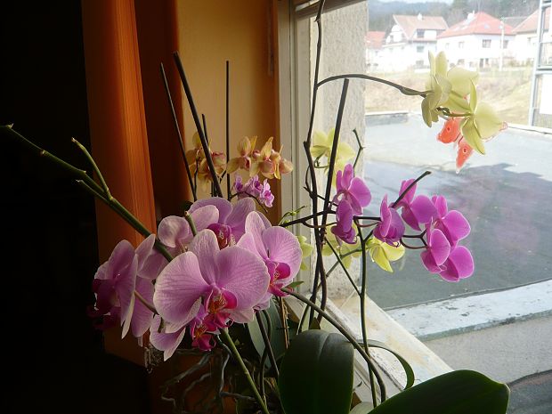 orchidea 2