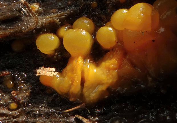 slzovec Dacrymyces sp.