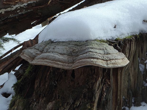 práchnovec kopytovitý Fomes fomentarius (L.) J.J. Kickx