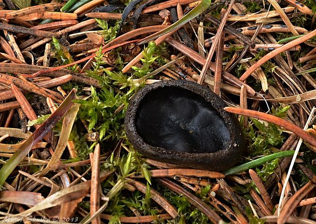 misôčka černastá Pseudoplectania nigrella (Pers.) Fuckel