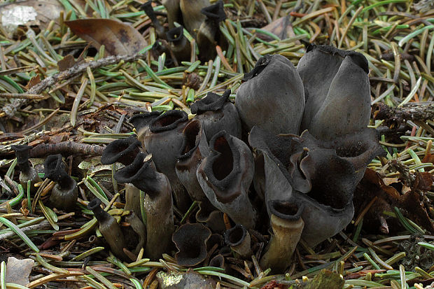 lievik trúbkovitý Craterellus cornucopioides (L.) Pers.