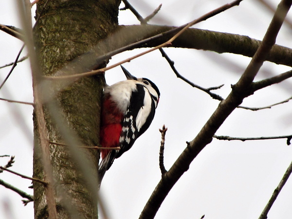 ďateľ veľký   Dendrocopos major