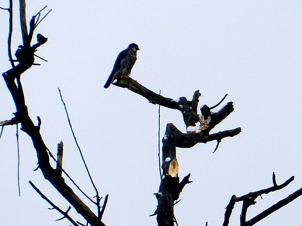 sokol sťahovavý Falco peregrinus