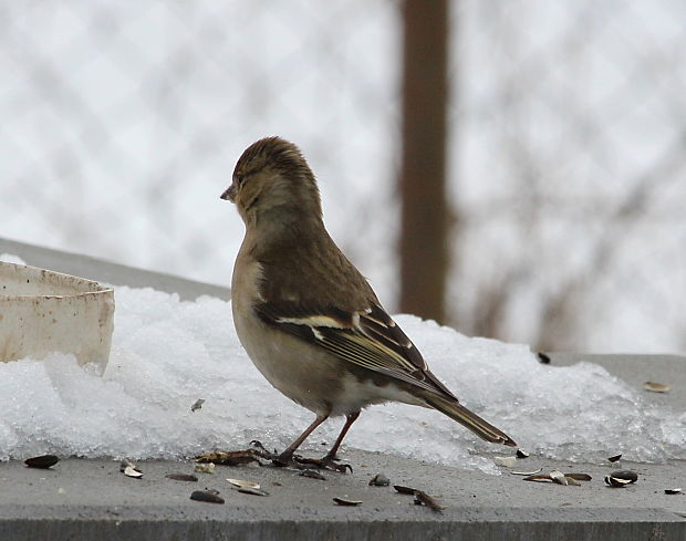 pinka lesná Fringilla coelebs