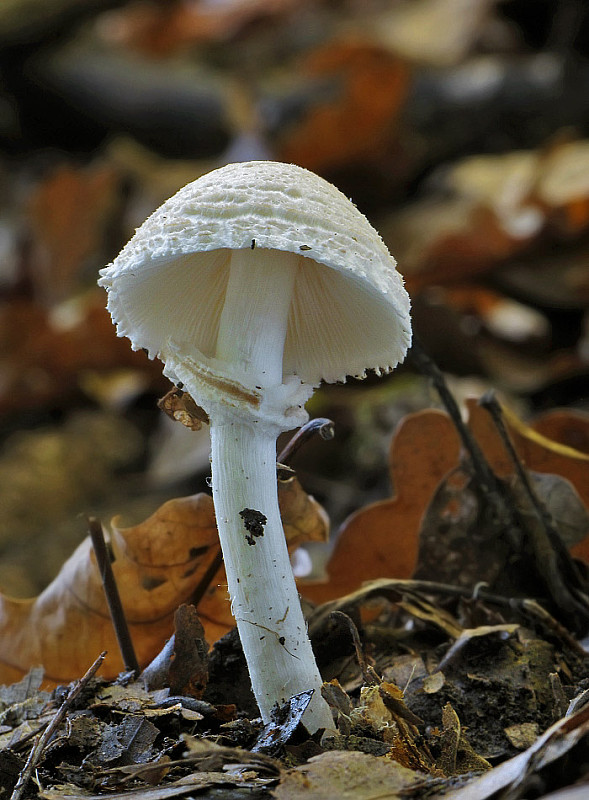 bedlička Lepiota sp.