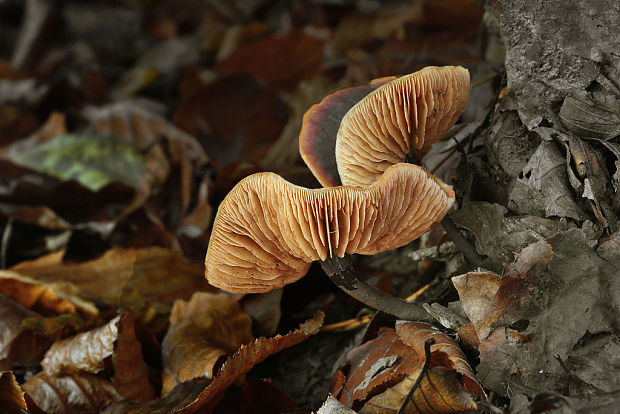 smeťovček uhorkový Macrocystidia cucumis (Pers.) Joss.