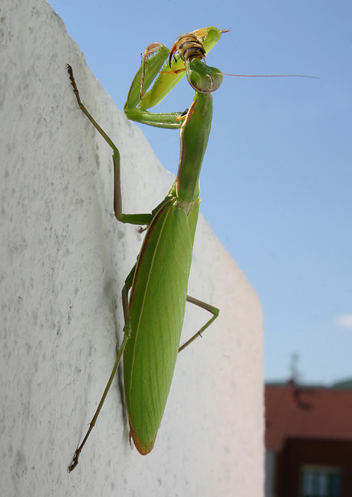 modlivka zelená Mantis religiosa