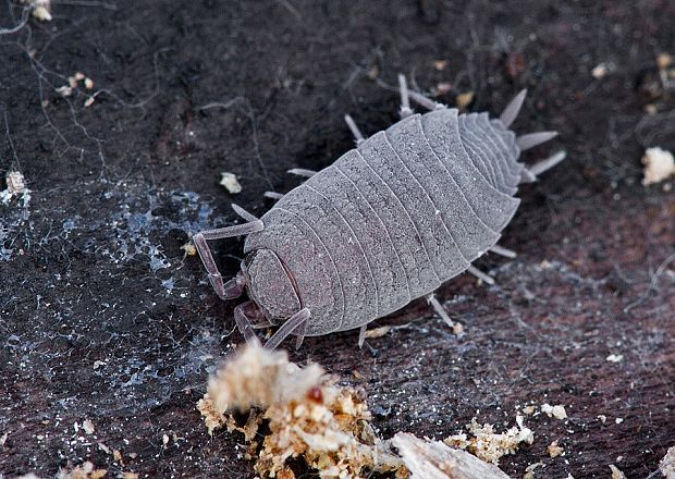 . Porcellio scaber