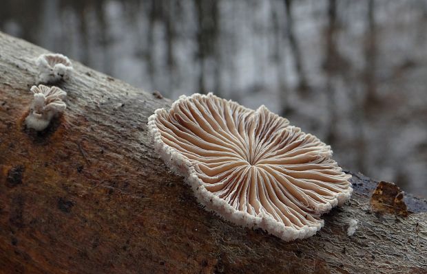 klanolupeňovka obyčajná Schizophyllum commune Fr.