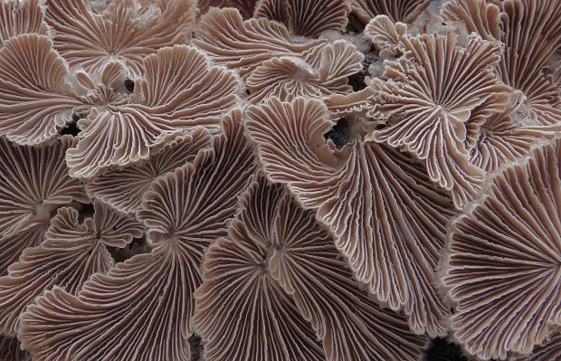 klanolupeňovka obyčajná Schizophyllum commune Fr.