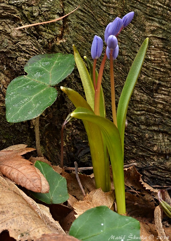 scila severná ? Scilla drunensis (Speta) Speta