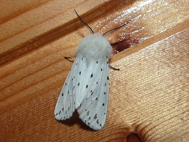 spriadač obyčajný Spilosoma lubricipeda