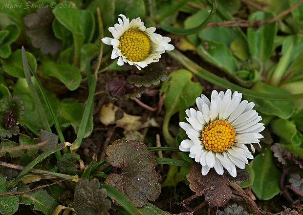 sedmokráska obyčajná Bellis perennis L.