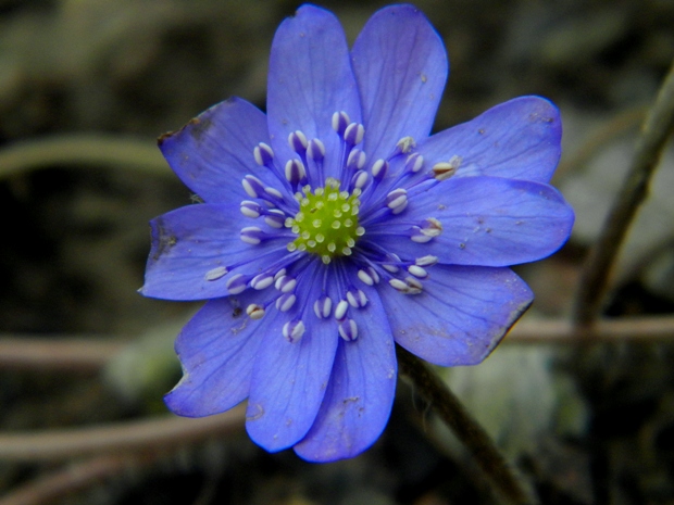 pečeňovník trojlaločný Hepatica nobilis Schreb.