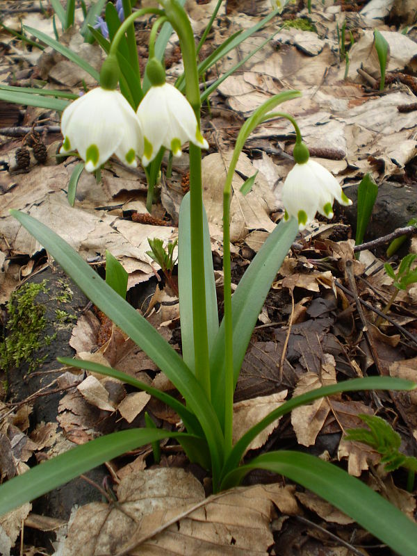 bleduľa jarná karpatská Leucojum vernum subsp. carpaticum (Spring) O. Schwarz