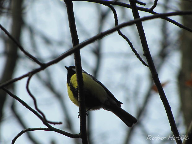 sýkorka bielolíca Parus major