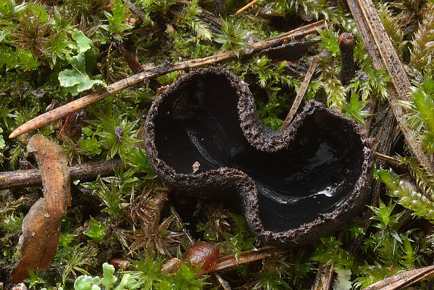 misôčka černastá Pseudoplectania nigrella (Pers.) Fuckel