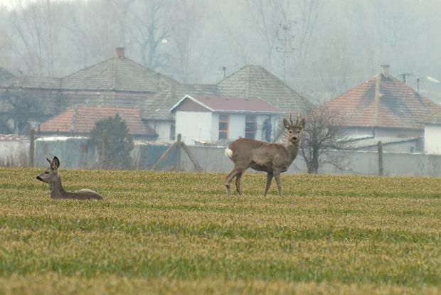 srna lesná