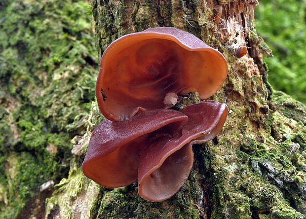 uchovec bazový Auricularia auricula-judae (Bull.) Quél.