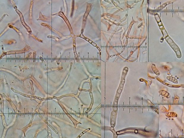 slzovec Dacrymyces sp.