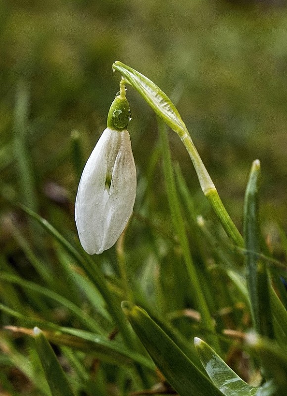 snežienka jarná Galanthus nivalis L.