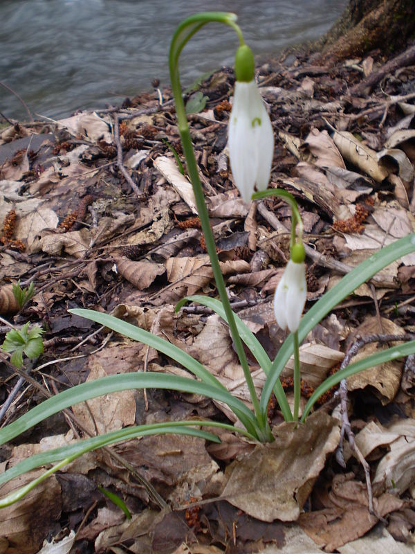 snežienka jarná Galanthus nivalis L.