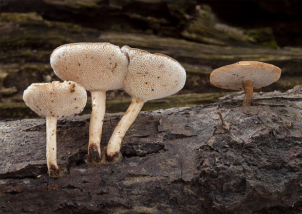 trúdnik zimný Lentinus brumalis (Pers.) Zmitr.