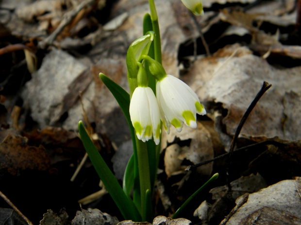 bleduľa jarná karpatská Leucojum vernum subsp. carpaticum (Spring) O. Schwarz