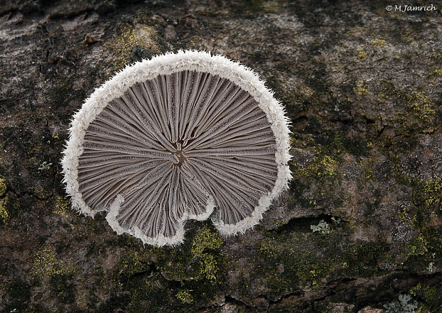 klanolupeňovka obyčajná Schizophyllum commune Fr.