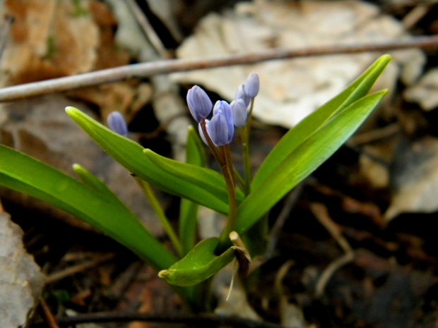 scila severná bukovská Scilla drunensis subsp. buekkensis (Speta) Kereszty