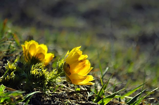 hlaváčik jarný Adonis vernalis L.