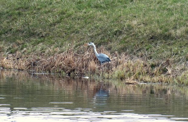 volavka popolavá Ardea cinerea