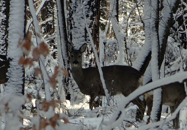 srna lesná Capreolus capreolus