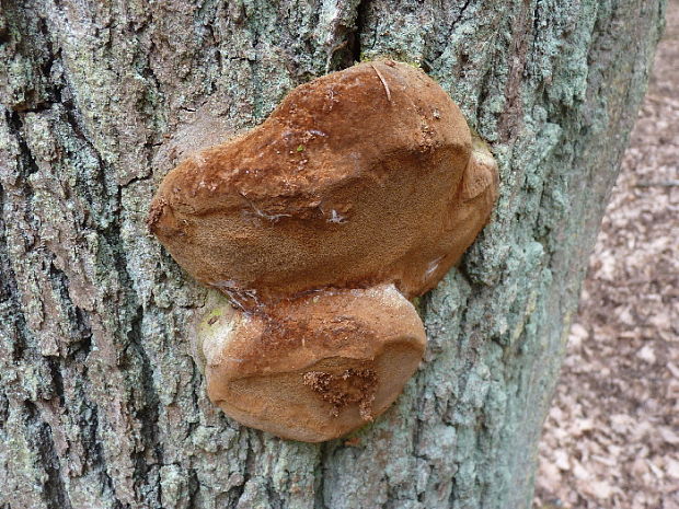 ohňovec mohutný Fomitiporia robusta (P. Karst.) Fiasson & Niemelä