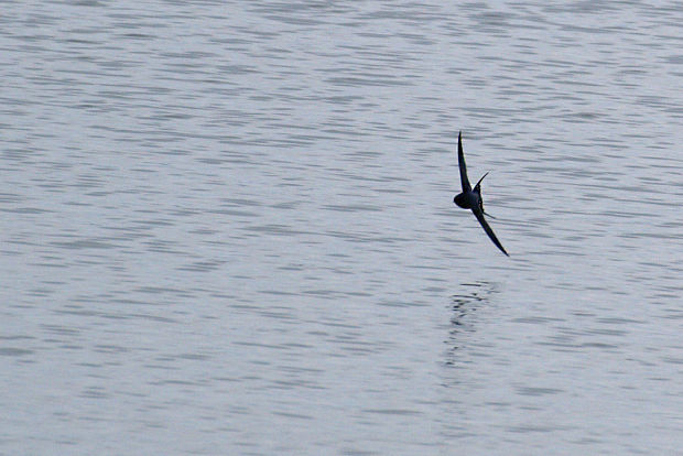 lastovička obyčajná  Hirundo rustica