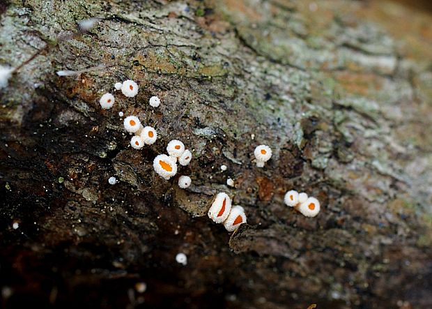 vlnuška neškodná Lachnellula occidentalis (G.G. Hahn & Ayers) Dharne