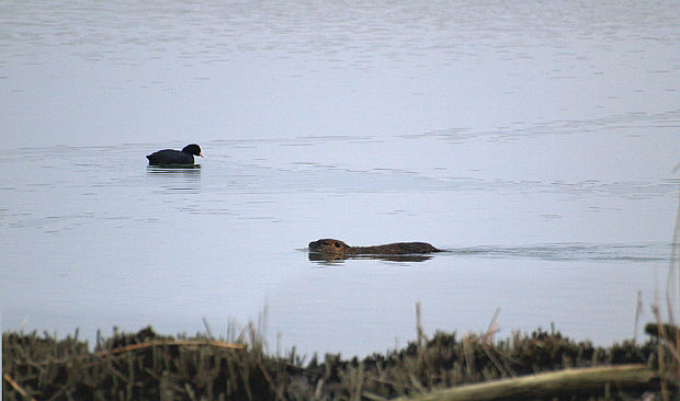 nutria riečna  Myocastor coypus