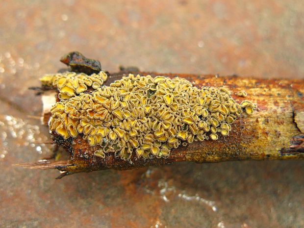 lachnetka vosková Neodasyscypha cerina (Pers.) Spooner