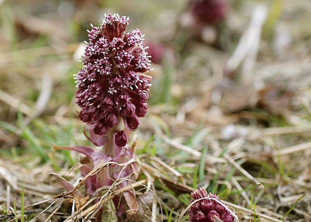 deväťsil lekársky Petasites hybridus (L.) P. Gaertn., B. Mey. et Scherb.